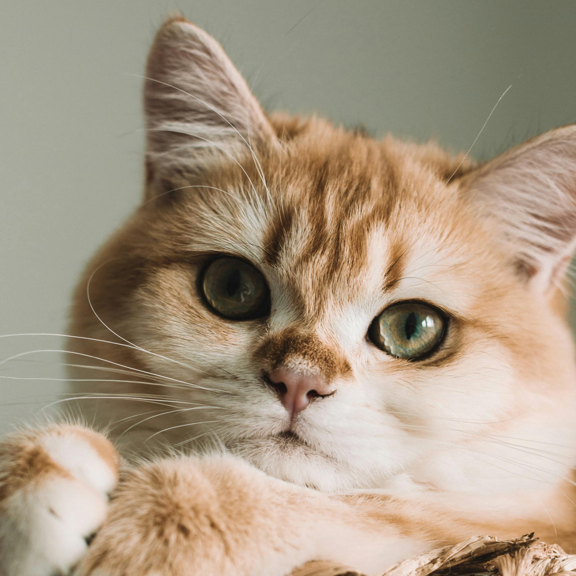 The last child wears fur